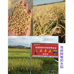 水稻生物农药防治土传病害 辽宁生物农药与拜农生物科技的技术研发探索