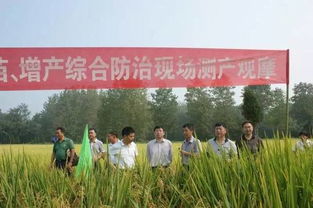 稻欢 水稻提质增产的守护者——生物农药技术创新与应用