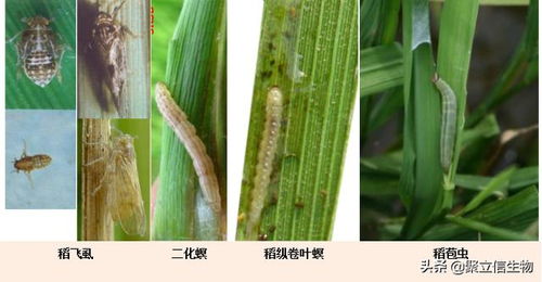 水稻害虫克星 绿僵菌421的生物农药技术突破