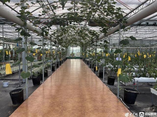 诸城市龙都街道 实施绿色兴农 打造生态农业新样板